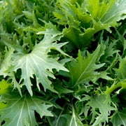 TomorrowSeeds - Mizuna Mustard Green Seeds - 3000+ Count - For 2026 Planting Japanese Salad Brassica