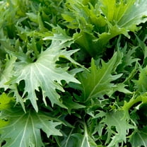 TomorrowSeeds - Mizuna Mustard Green Seeds - 3000  Count - For 2026 Planting Japanese Salad Brassica