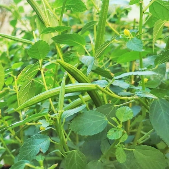 TomorrowSeeds - Molokhia (Egyptian Spinach) Seeds - 12,000+ Count - For 2026 Planting Corchorus