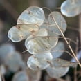 thumbnail image 1 of TomorrowSeeds - Money Plant (Lunaria) Seeds - 50+ Count - For 2026 Planting Non-GMO Heirloom Lunaria, 1 of 9