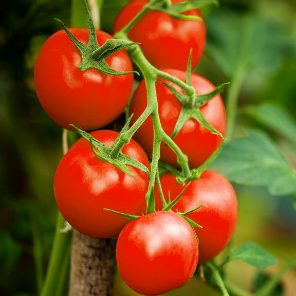 TomorrowSeeds - Moneymaker Vine Tomato Seeds - 100+ Count - For 2025 Planting Indeterminate Tomatoes