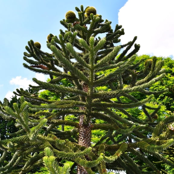TomorrowSeeds - Monkey Puzzle Tree Seeds - 5+ Count - For 2026 Planting Pewen Chilean Pinonero