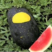 TomorrowSeeds - Moon and Stars Red Watermelon Seeds - 20+ Count Packet - Watermelons Crimson Red Flesh Yellow Speckle Black Melon Fruit Seed 2024 Season