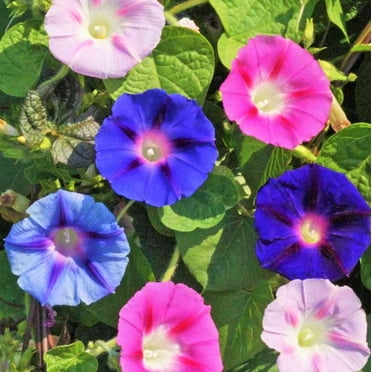 TomorrowSeeds - Morning Glory Tall Mix Seeds - 125+ Count - For 2025 Planting Ipomoea Purpurea Multi
