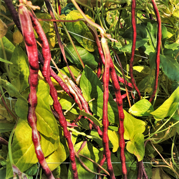 TomorrowSeeds - Mosaic Yard Long Bean Seeds - 30+ Count - For 2025 Planting Purple Pink Vining