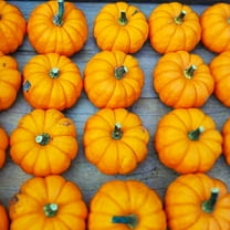 TomorrowSeeds - Munchkin Pumpkin Seeds - 50  Count - For 2026 Planting Mini Pumpkins Jack Be Little