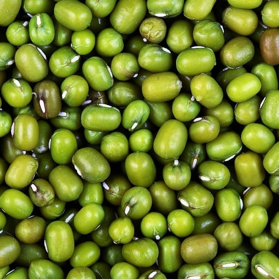 TomorrowSeeds - Mung Bean Seeds - 200+ Count - For 2026 Planting Mungbeans Green Beans Vegetable