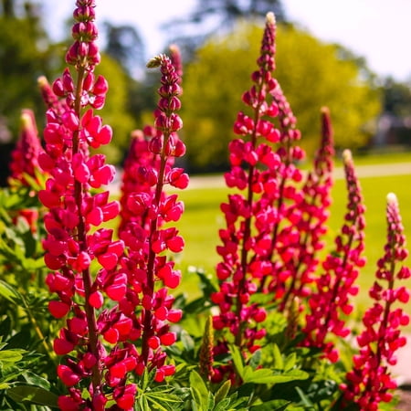 TomorrowSeeds - My Castle Red Russell Lupine Seeds - 600+ Count - For 2026 Planting Lupinus Scarlet