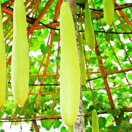 TomorrowSeeds - Nam Tao Ngam Long Bottle Gourd Seeds - 10+ Count - For 2026 Planting India Hybrid