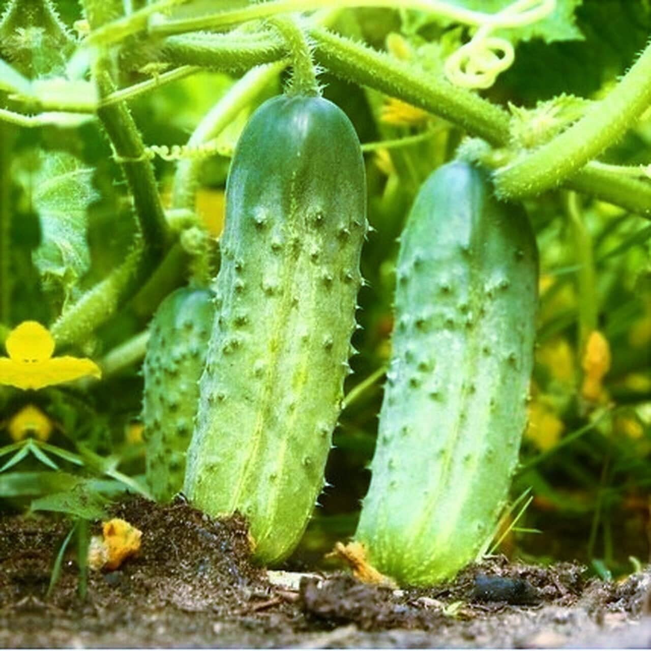 TomorrowSeeds National Pickling Cucumber Seeds 90+ Count Packet Specially Bred Best