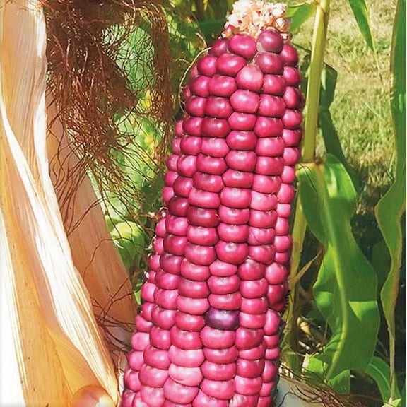 TomorrowSeeds - Neon Pink Popcorn (Ornamental Corn) Seeds - 50+ Count - For 2026 Planting Barbiecore