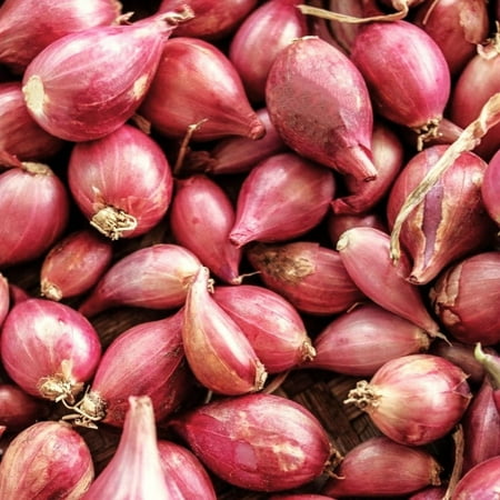 TomorrowSeeds - Nero Shallot Sets (Bulbs) - F1 Round Traditional Echalote Onion Set Scallion Grow Garden Planting Vegetable Seeds 2025 Seed - 4 Pounds