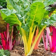 TomorrowSeeds - Northern Lights Mix Swiss Chard Seeds - 200+ Count - For 2026 Planting USA Garden