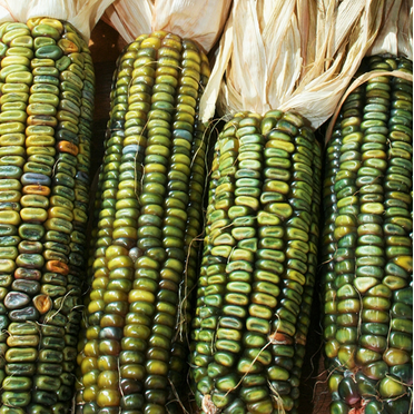 TomorrowSeeds - Oaxacan Green Dent Ornamental Corn Seeds - 30+ Count - For 2025 Planting Green Blue