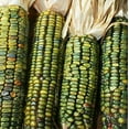 thumbnail image 1 of TomorrowSeeds - Oaxacan Green Dent Ornamental Corn Seeds - 30+ Count - For 2025 Planting Green Blue, 1 of 8