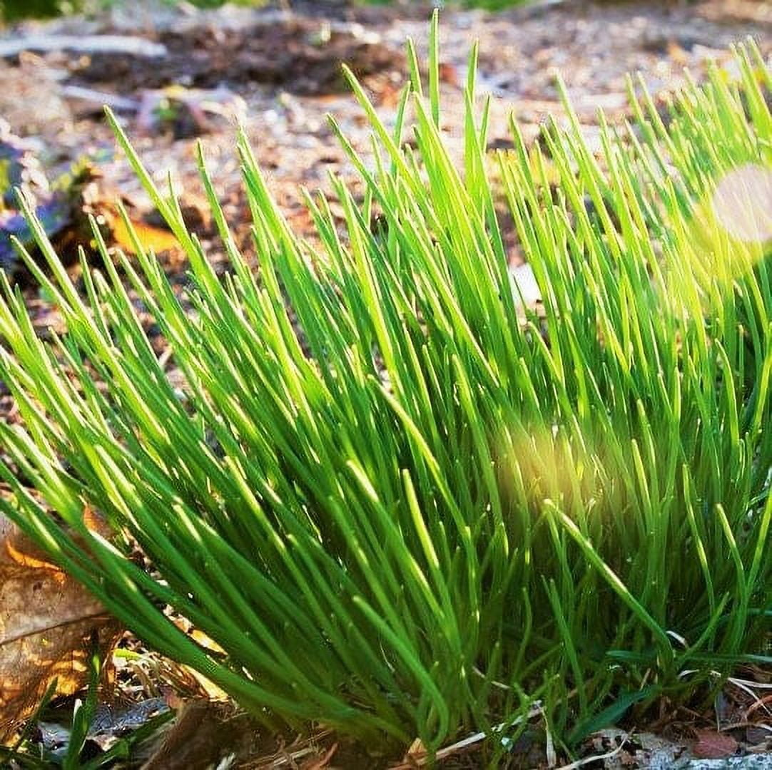 TomorrowSeeds Onion Chives Seeds 1500+ Count Packet USA Garden