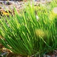 thumbnail image 1 of TomorrowSeeds - Onion Chives Seeds - 1000+ Count - For 2026 Planting USA Garden Vegetable Perennial, 1 of 11
