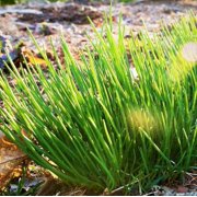 TomorrowSeeds - Onion Chives Seeds - 500+ Count Packet - USA Garden Perennial Herbs Flower Green Onion Scallion French American Chive Seed Non GMO For 2024 Season