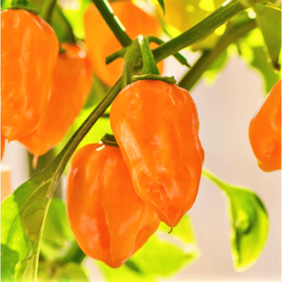 TomorrowSeeds - Orange Habanero Pepper Seeds - 50+ Count - For 2025 Planting 350,000 Scoville Units