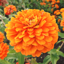 TomorrowSeeds - Orange King Zinnia Seeds - 1000 Count - For 2026 Planting California Giants Zinnia