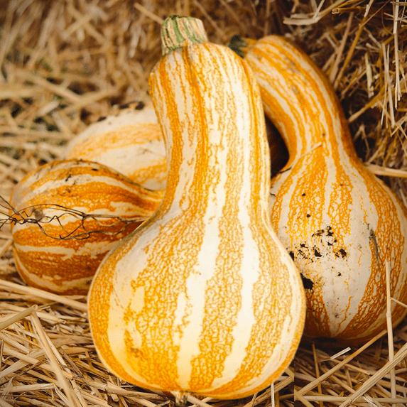TomorrowSeeds - Orange Striped Cushaw Seeds - 20+ Count - For 2026 Planting Southern Kershaw Pumpkin