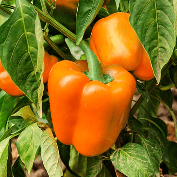 TomorrowSeeds - Orange Sun Sweet Bell Pepper - 100+ Count - Heirloom Non GMO Crisp Shiny Vitamin C Rich California Wonder King Vegetable Seed For 2025 Season Fast Shipping