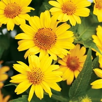 TomorrowSeeds - Ox-Eye Sunflower Seeds - 1000 Count - For 2026 Planting Prairie Sunflower Perennial