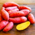 thumbnail image 1 of TomorrowSeeds - Red French Fingerling Seed Potatoes - USDA Certified for Growers Red Gold New Potato Bulb For Planting Vegetable Seeds 2025 - 15 Pounds, 1 of 10