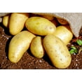 thumbnail image 1 of TomorrowSeeds - Yukon Gold Seed Potatoes USDA Certified For Growers Tuber Yellow Skin New Potato Garden Growing Planting Vegetable Seed 2025 - 15 Pounds, 1 of 9