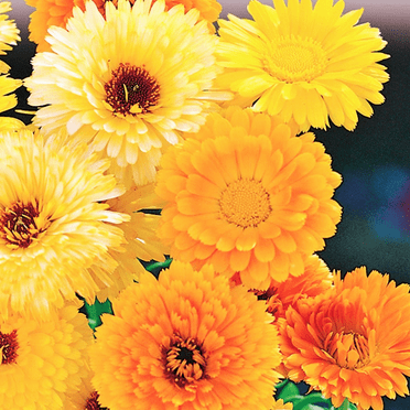 TomorrowSeeds - Pacific Beauty Mix Calendula Seeds - 600+ Count - For 2025 Planting English Garden