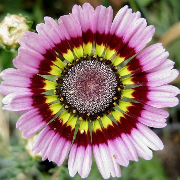 TomorrowSeeds - Painted Mix Daisy Seeds - 1000+ Count - For 2026 Planting Tricolor Chrysanthemum
