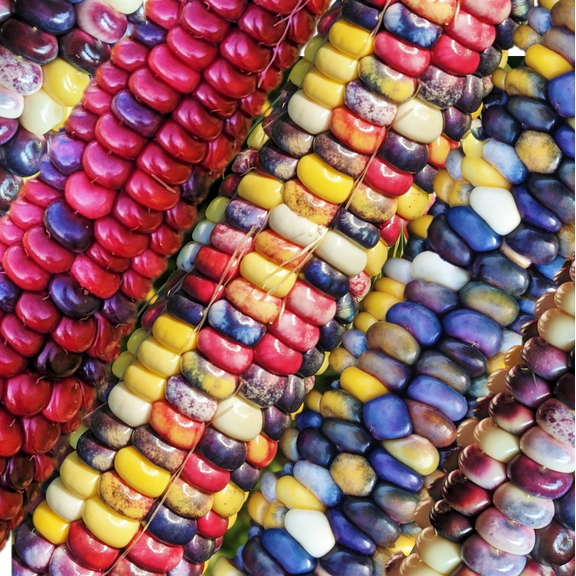 TomorrowSeeds - Painted Mountain Ornamental Corn (USDA Organic) Seeds - 30+ Count - For 2026 Planting
