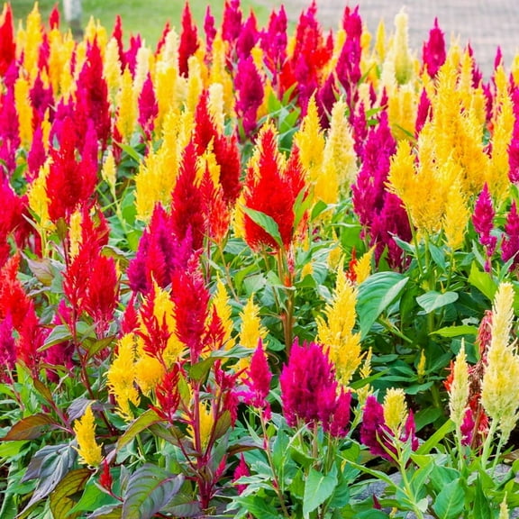 TomorrowSeeds - Pampas Plume Mix Celosia Seeds - 1000+ Count - For 2026 Planting Plumosa Rainbow
