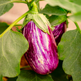 thumbnail image 1 of TomorrowSeeds - Pandora Striped Rose Eggplant Seeds - 200+ Count - For 2026 Planting Purple And, 1 of 8
