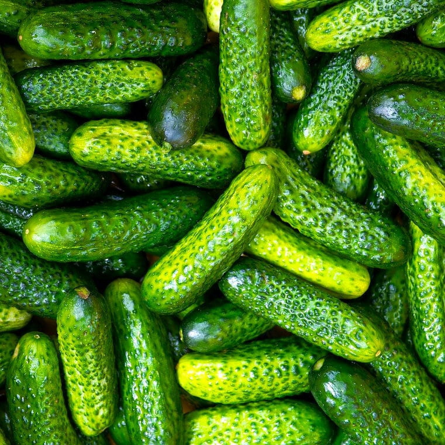 TomorrowSeeds Parisian Gherkin Cucumber Seeds 30+ Count Packet