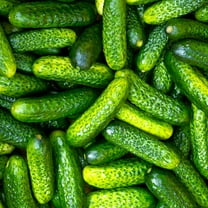 TomorrowSeeds - Parisian Gherkin Cucumber Seeds - 50  Count - For 2026 Planting French Cornichon