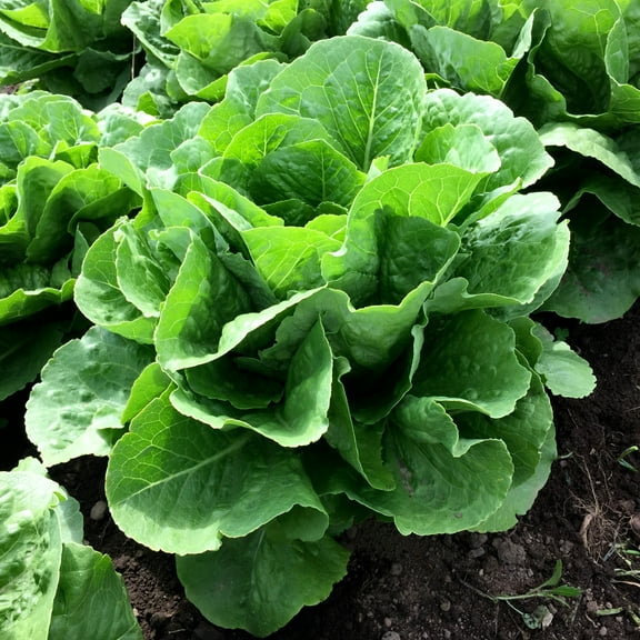 TomorrowSeeds - Parris Island Romaine Lettuce Seeds - 2000+ Count - For 2026 Planting USA Garden
