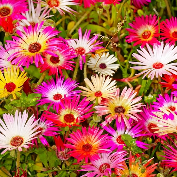 TomorrowSeeds - Pastel Mix Livingstone Daisy (Succulent) Seeds - 21000+ Count - For 2026 Planting