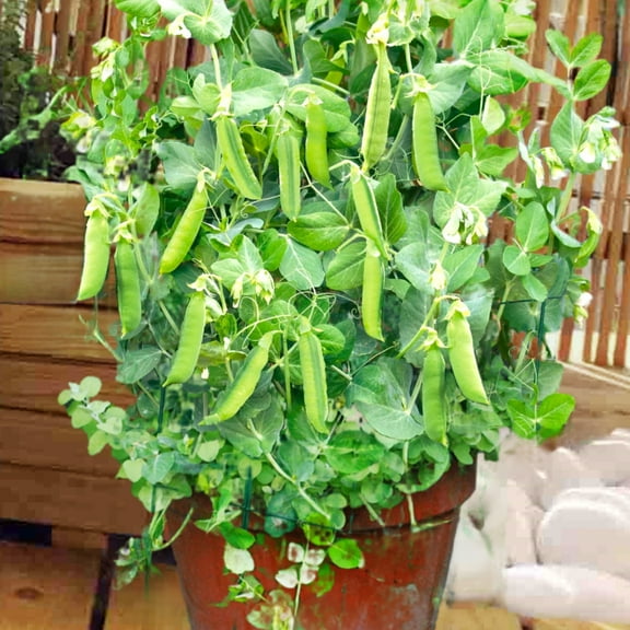 TomorrowSeeds - Patio Pride Snap Pea Seeds - 30+ Count - For 2025 Planting Aas Winner Container