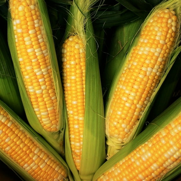 TomorrowSeeds - Peaches and Cream Sweet Corn Seeds - 720+ Count - For 2026 Planting Bicolor Yellow &