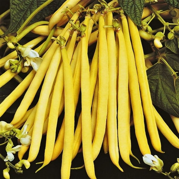 TomorrowSeeds - Pencil Pod Yellow Wax Bean Seeds - 30+ Count - For 2025 Planting Black Beans Bush