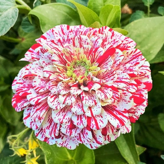 TomorrowSeeds - Peppermint Stick Zinnia Seeds - 200+ Count - For 2025 Planting Candy Cane Zinnia
