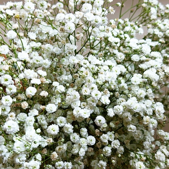 TomorrowSeeds - Perennial Baby's Breath Seeds - 2500+ Count - For 2026 Planting Gypsophila