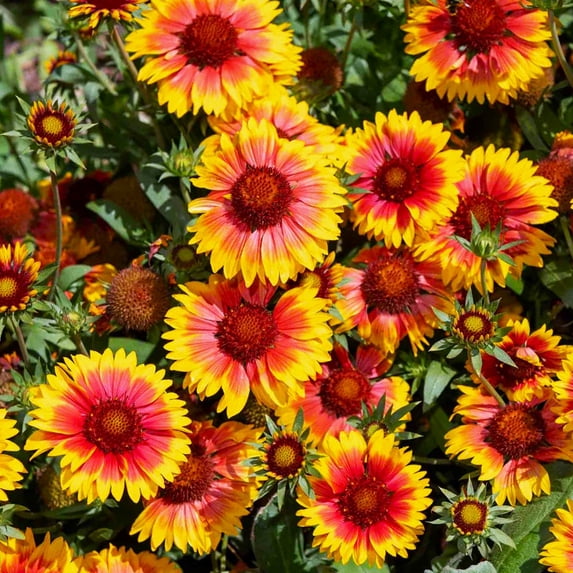TomorrowSeeds - Perennial Blanket Flower Seeds - 1200+ Count - For 2025 Planting Gaillardia Aristata