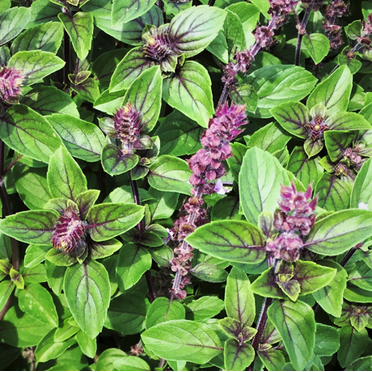 TomorrowSeeds - Persian Basil (Reyhan) Seeds - 500+ Count - For 2025 Planting Middle Eastern Herb