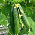 thumbnail image 1 of TomorrowSeeds - Persian Cucumber Seeds - 50+ Count - For 2025 Planting Lebanese Middle Eastern, 1 of 11