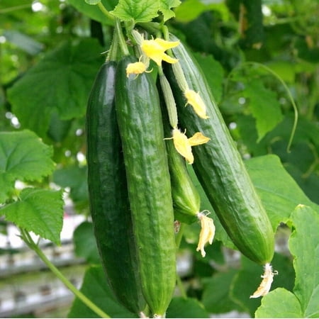 TomorrowSeeds - Persian Cucumber Seeds - 50+ Count - For 2025 Planting Lebanese Middle Eastern