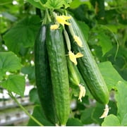 TomorrowSeeds - Persian Cucumber Seeds - 150+ Count - For 2025 Planting Lebanese Middle Eastern