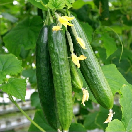 TomorrowSeeds - Persian Cucumber Seeds - 150+ Count - For 2025 Planting Lebanese Middle Eastern