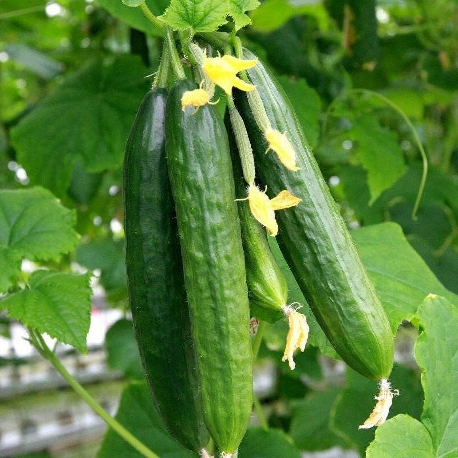 TomorrowSeeds Persian Cucumber Seeds 30+ Count Packet Lebanese Middle Eastern Cucumbers
